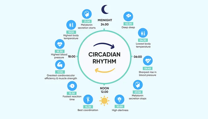 An example of how circadian rhythms function throughout the day